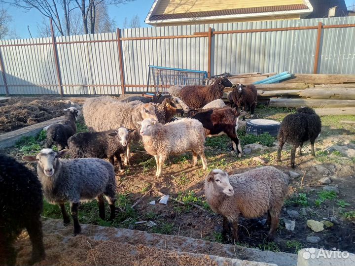 Овцы бараны