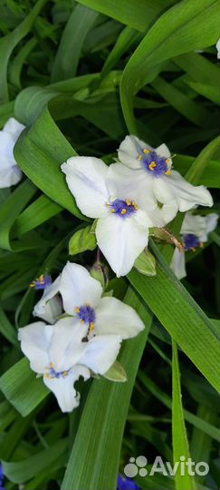 Многолетник- Традесканция садовая цвета разные