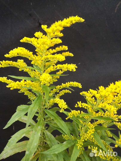 Золотарник