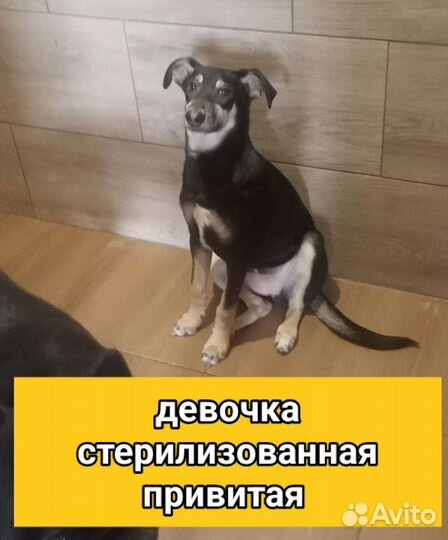 Щенки собачки