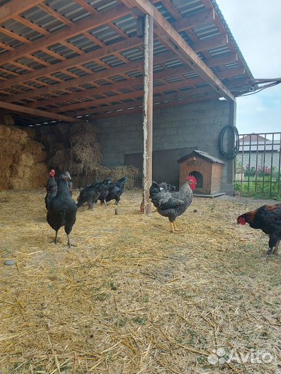 Молодые петухи