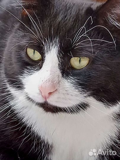 Котик Марсетти