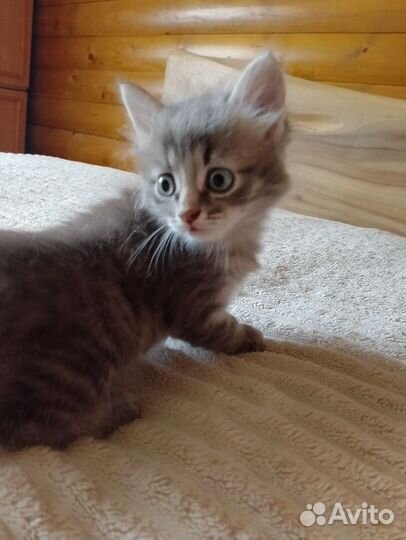 Котенок сибирский