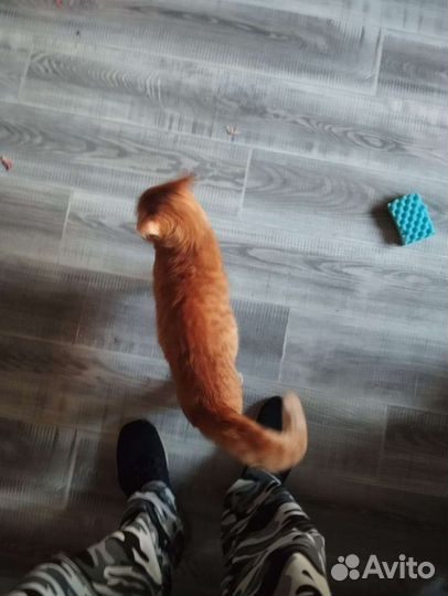 Котик рыжик