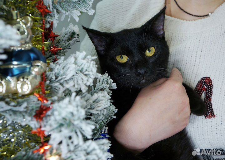 Котик Денди в дрбрые руки