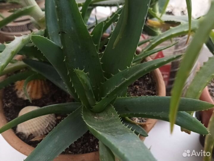 Алоэ столетник