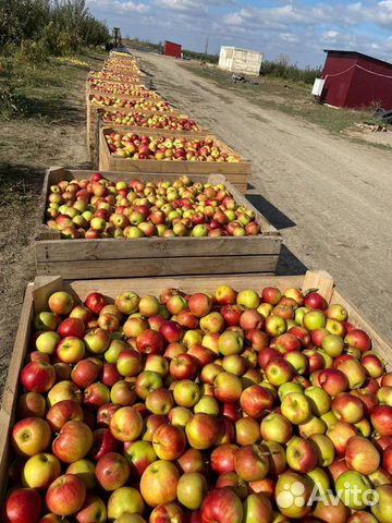 Сад яблоко / 40 тыс.деревьев объявление продам