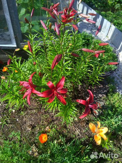 Садовые многолетники