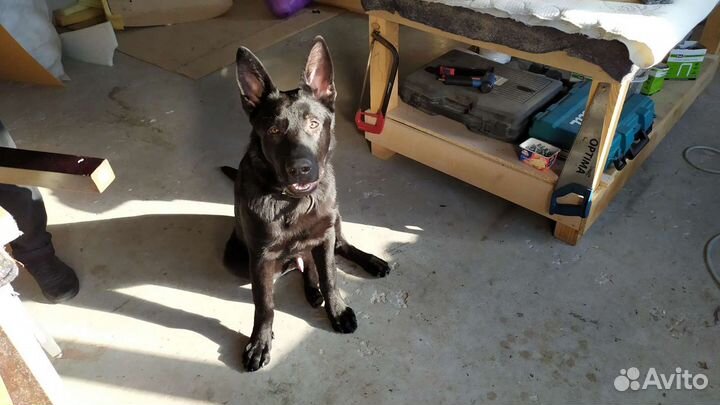 Вязка немецкой овчарки