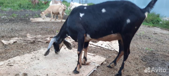 Дойные козы