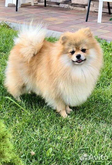 Супер помераночка РКФ в Москве