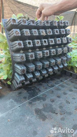 Рассада клубники