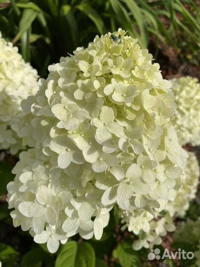 Гортензия Пандора