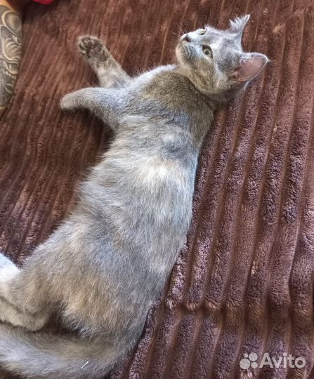 Котенок Мелисса в дар