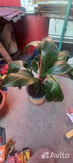 Эухарис амазонская лилия