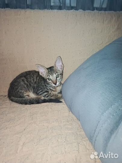 Орики Остались две девочки