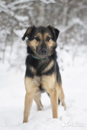 Почти овчарка, только размером поменьше
