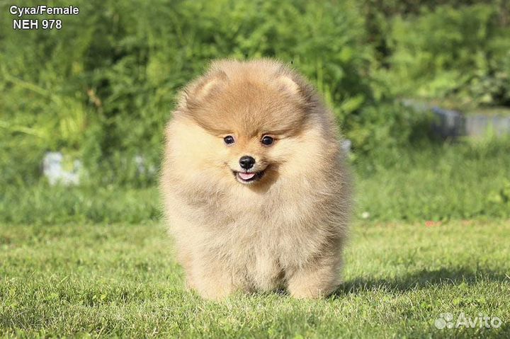 Щенки Шпица