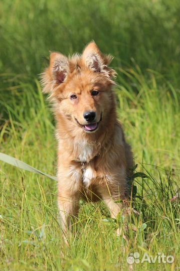 Щенок в добрые руки