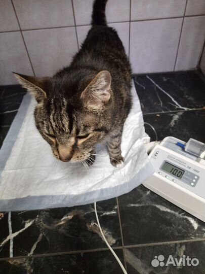 Ветеринарный врач