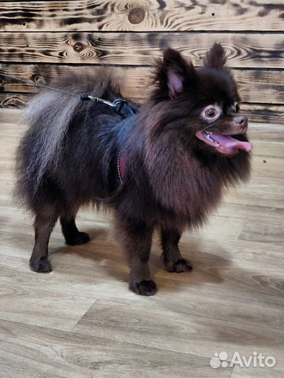 Грумер стрижка собак экспресс линька