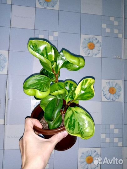 Пепперомия вар.