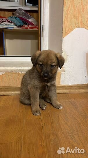 Щенок 1,5 месяца