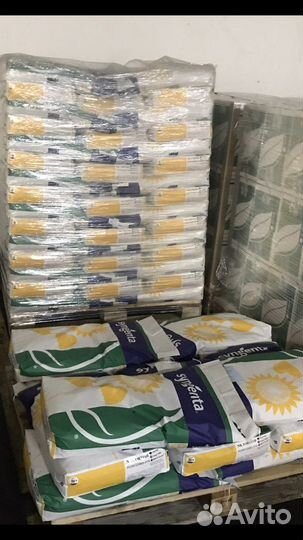 Семена подсолнечника, кукурузы (Сингента) и сзр