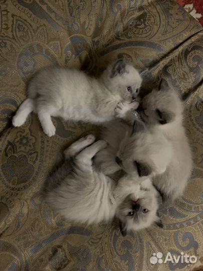 Котята рэгдолл девочки