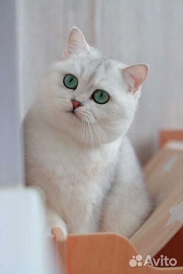 Британские котята