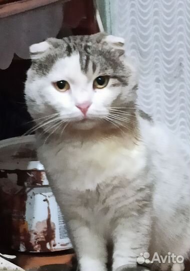 Вислоухий кот