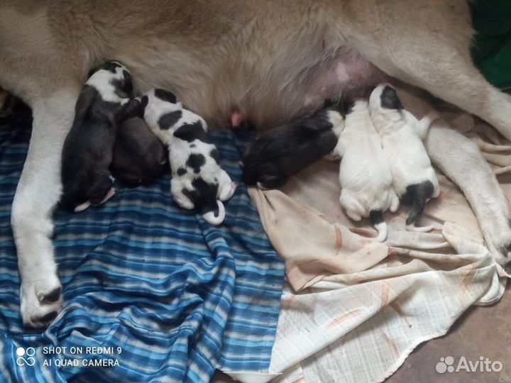 Среднеазиатская овчарка