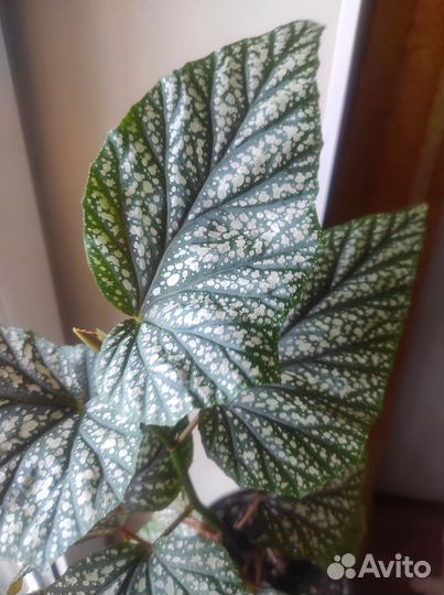 Бегония кейн