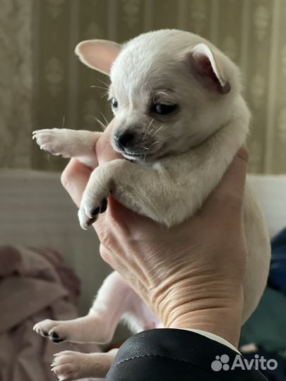 Чихуахуа щенки москва