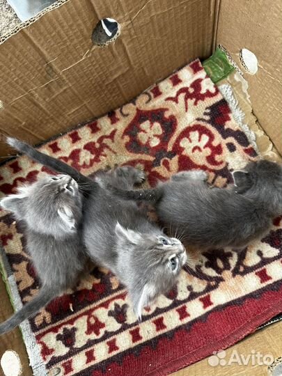 Котята в добрые руки
