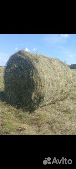 Продам сено в рулонах свежий укос