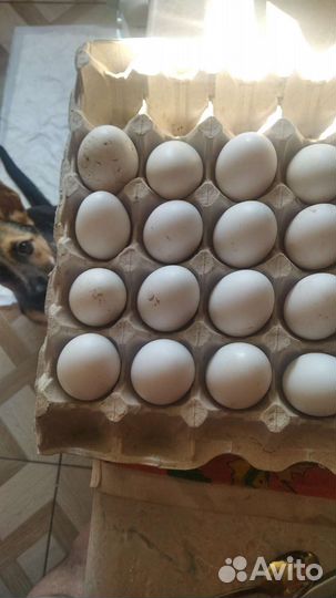 Домашние куриные яйца