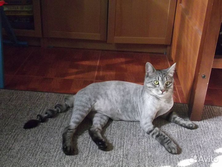 Стрижка кошек и собак. Салон красоты для животных