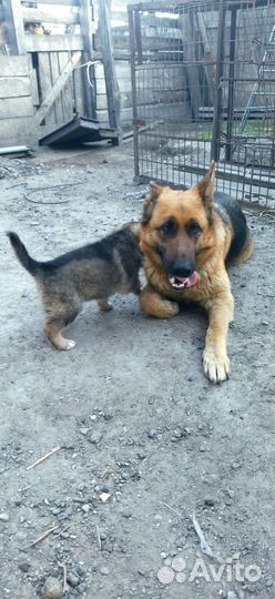 Щенки немецкой овчарки