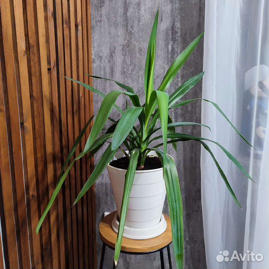 Комнатный цветок