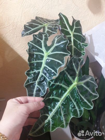 Алаонемы, Алоказии