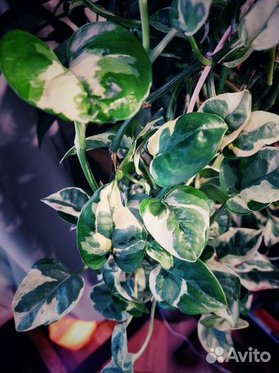 Эпипремнум н джой, филодендроны