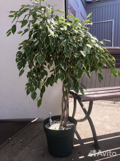 Бенджамина фикус плетеные стволы