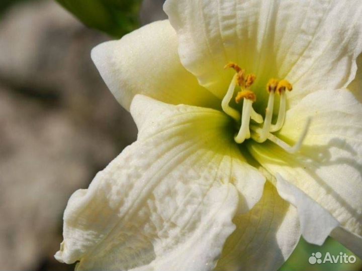 Лилейник Джентл Шеферд (С2) (20-30)