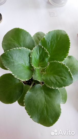 Детки фиалок