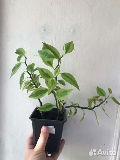 Комнатные цветы