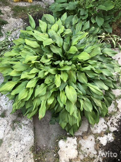 Хоста огромная