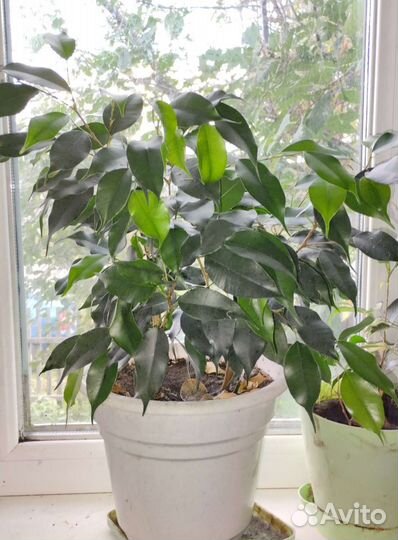 Комнатные цветы