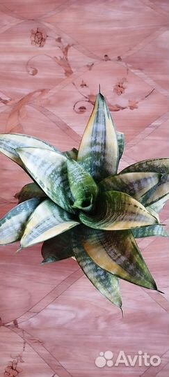 Сансевиерия сортовая