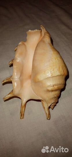 Ракушка для интерьера